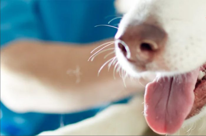 An Introduction to Respiratory Medicine and Canine Nasal Disease