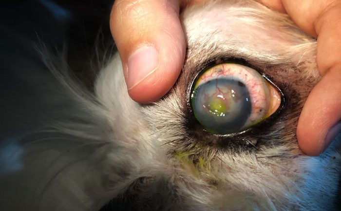 Canine Corneal & Ocular Surface Disease On-Demand