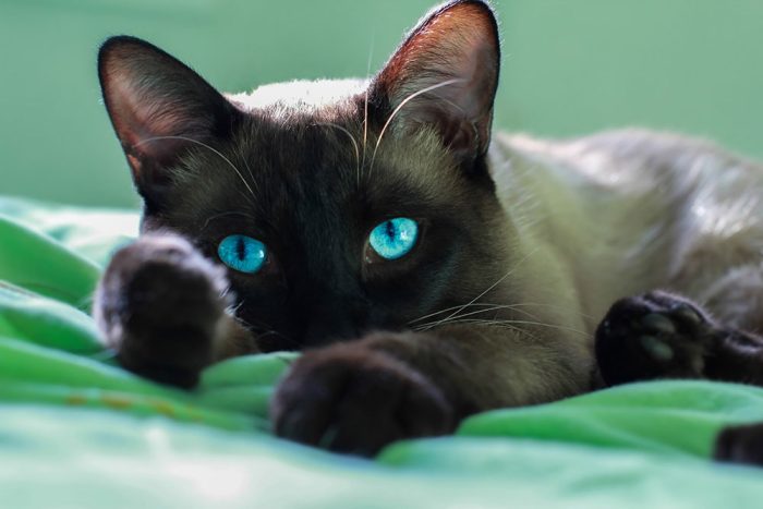 Challenging Cases In Feline Medicine On-Demand