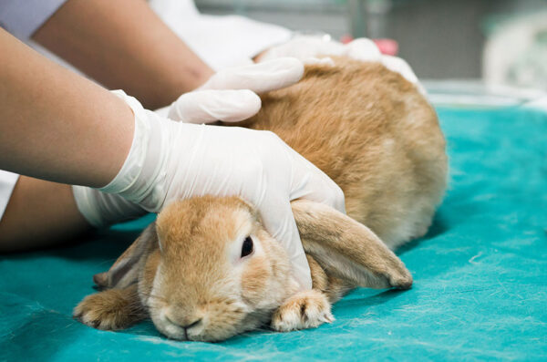 Rabbit Dentistry On-Demand