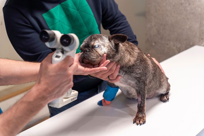 Canine Corneal and Ocular Surface Disease