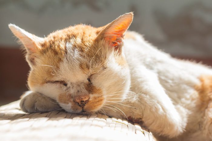 Caring for Elderly Cats