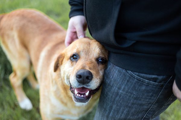 Common Medical Problems in the Older Dog
