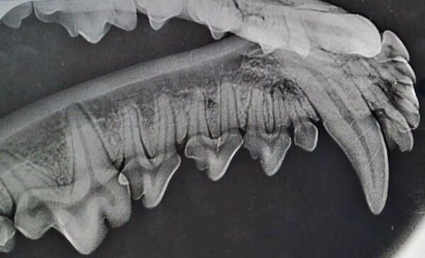 Dental Radiography