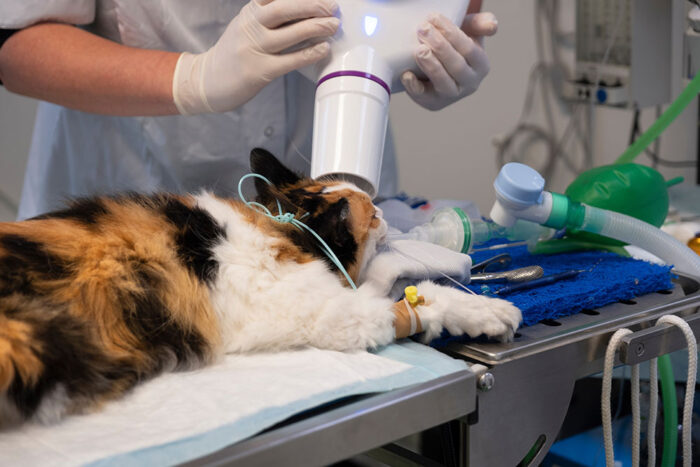 Feline Dentistry
