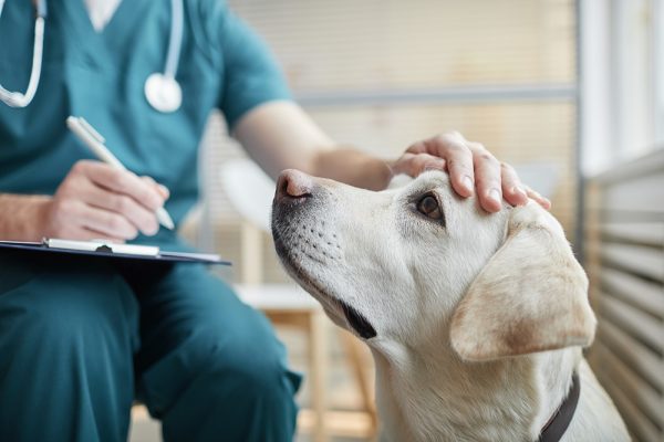 Feline and Canine Medicine