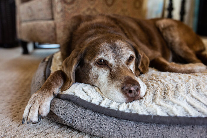 Neurological Conditions in the Senior Dog & Cat