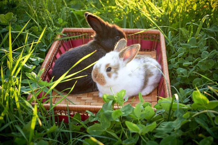 Rabbit Nursing & Care of the Hospitalised Rabbit
