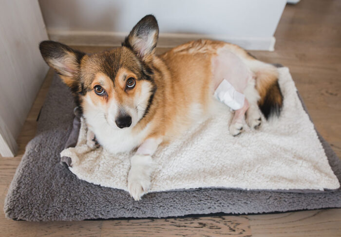 TPLO Surgery