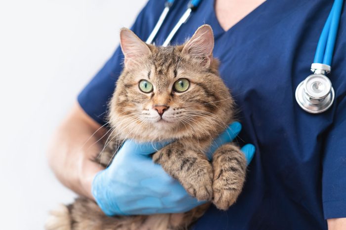 Top Tips For Getting The Most Out Of Your Feline Medicine