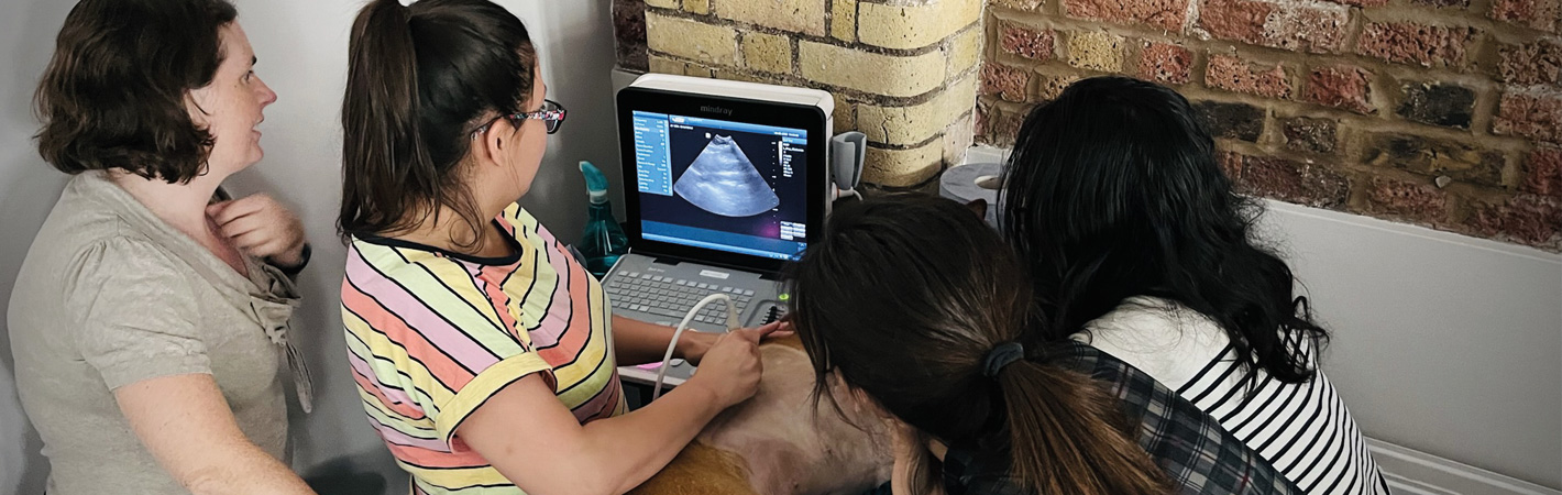 Vet Graduate Academy Ultrasound