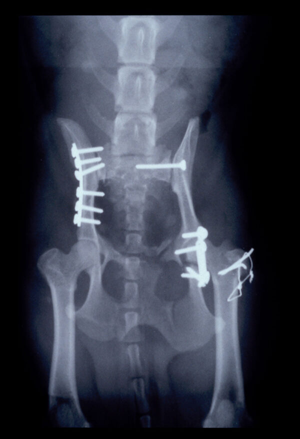 Advanced Orthopaedics - Advanced Fracture Repair, Joint Stabilisation and Corrective Osteotomies