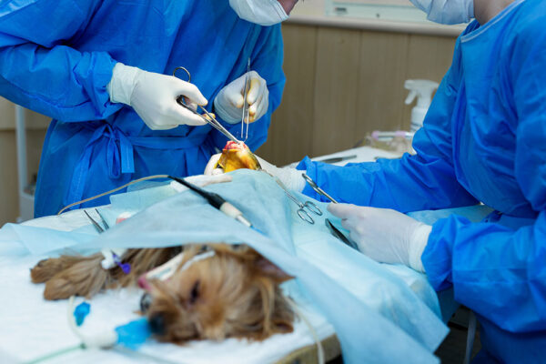 Empowering Veterinary Nurses in Orthopaedic Patient Care: From Admission to Discharge