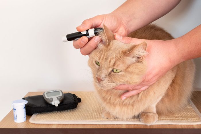 Feline Diabetes: The Good, the Bad and the Complicated