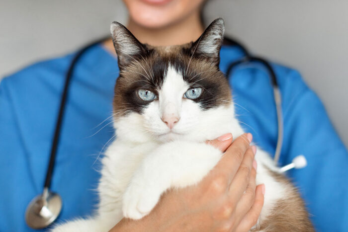 A Case-Based Approach to Feline Anaesthesia