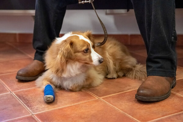 Canine Calm Clinic