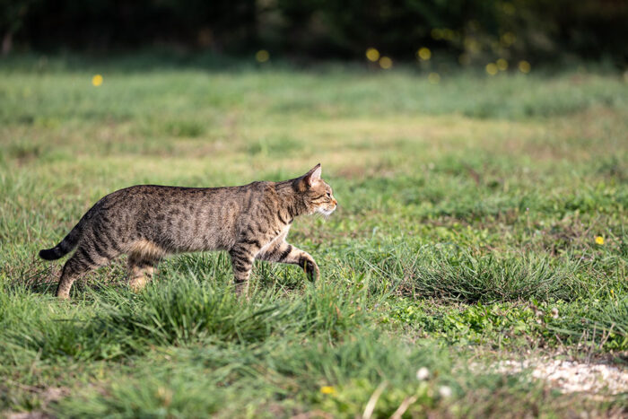 Feline Calm Clinic