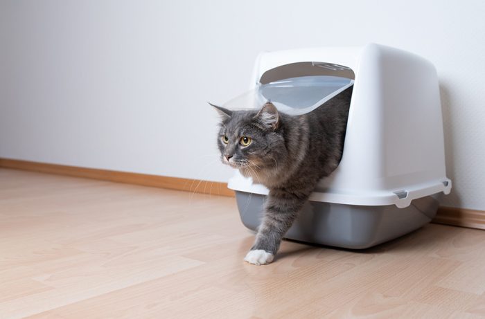 Feline Lower Urinary Tract Disorders