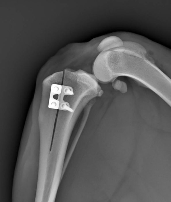 Patella Luxation Surgery