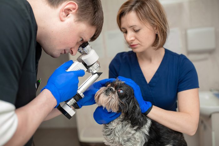 Ophthalmic Emergencies in First Opinion Practice