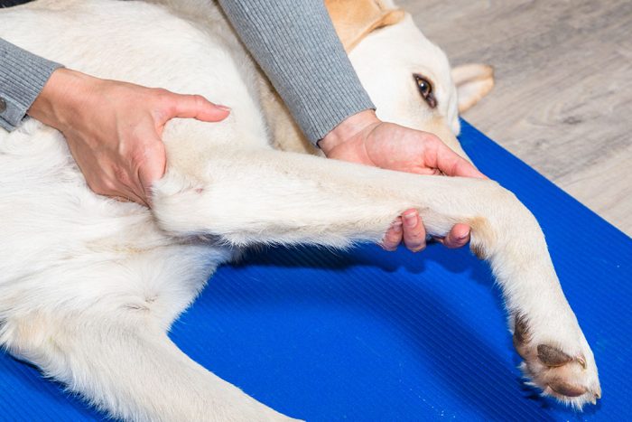 Osteoarthritis: An Update for Effective Management