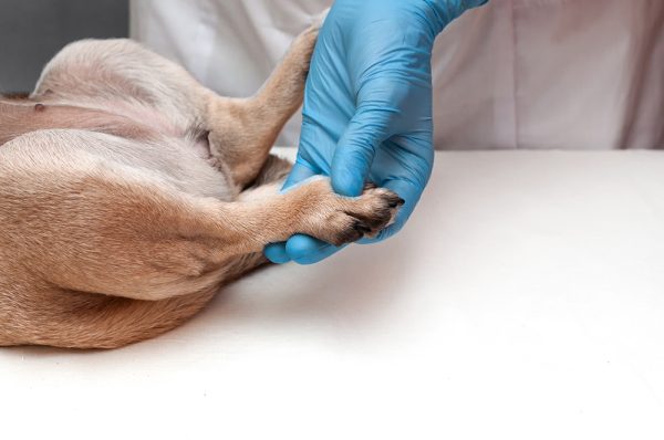 Osteoarthritis for Vet Nurses - Updates, Clinical Assessment and Tips