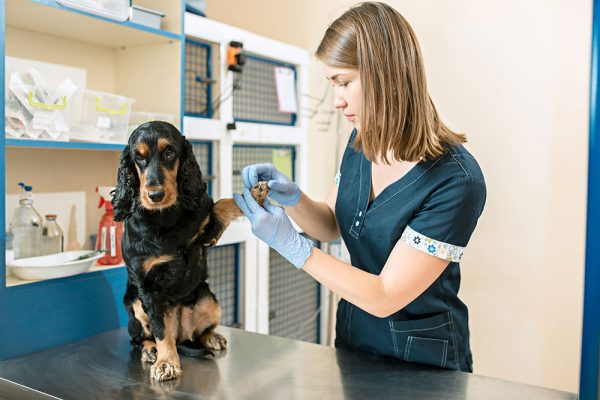 Confident Consults for Nurses