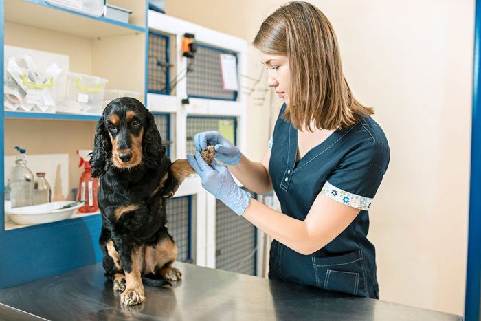 Confident Consults for Nurses