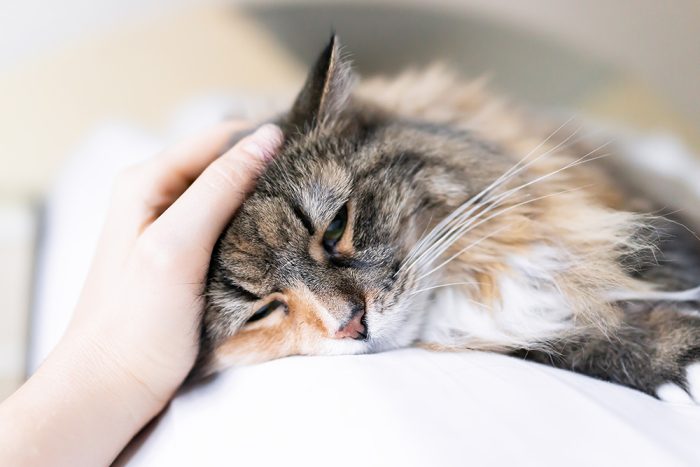 Feline Respiratory Tract Medicine