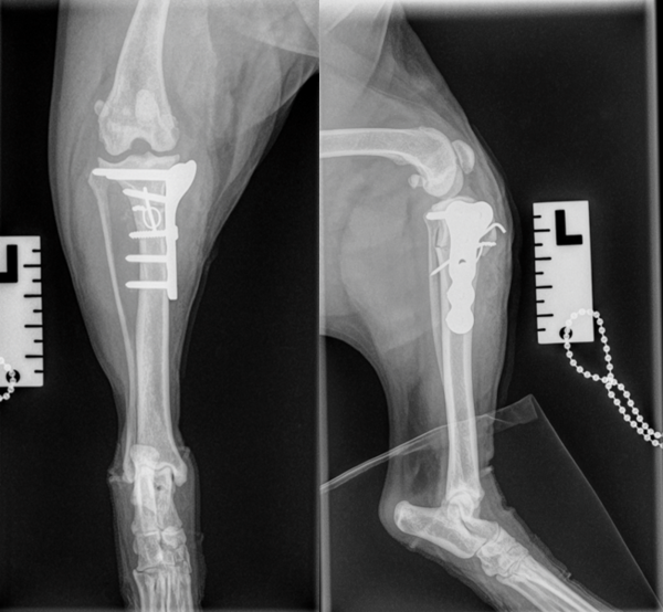 Cranial Closing Wedge Osteotomy (CCWO)
