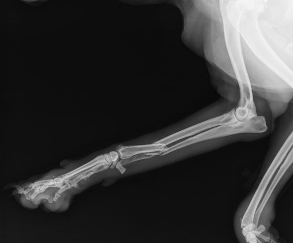 Introduction to Fracture Repair: Essential Skills, Tips and Tricks