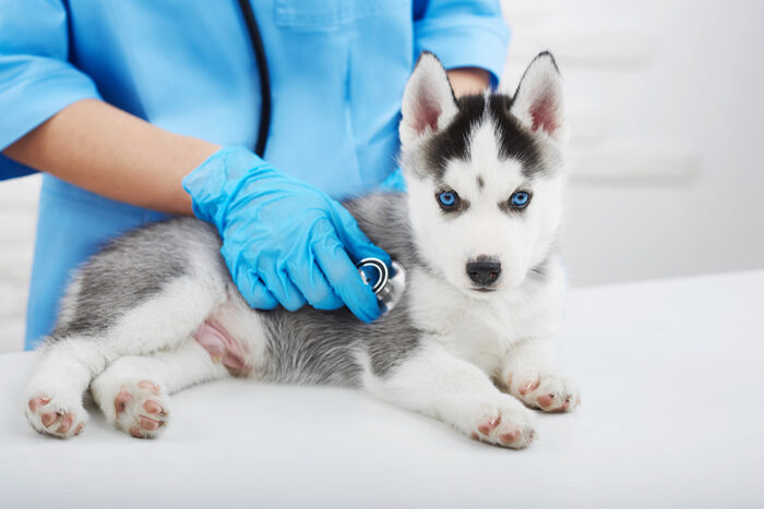 Calm Canine Clinics: Reducing fear and anxiety in practice