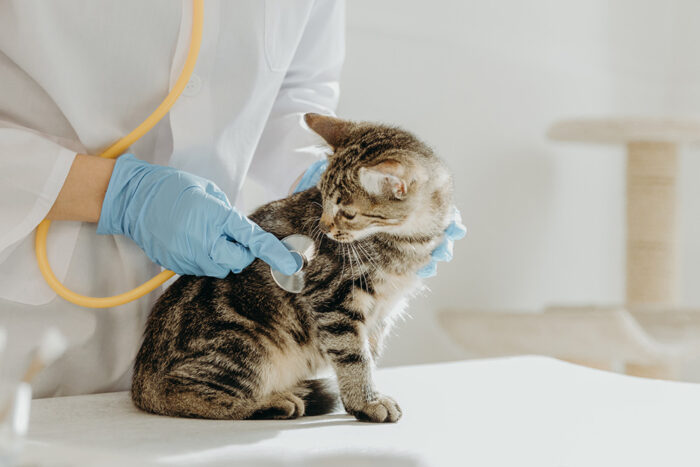 Feline Friendly Clinics: Reducing fear and anxiety in practice