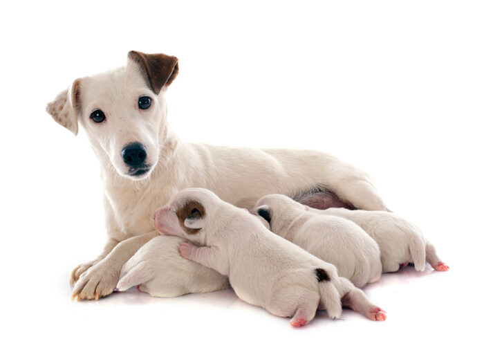 Nursing the Breeding Bitch & Neonates