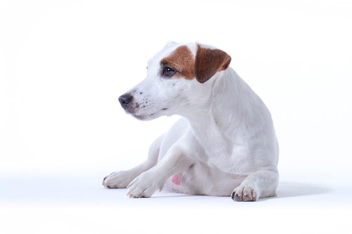Reproduction in Companion Animals