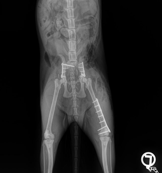 Advanced Fracture Repair