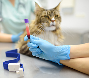 PGCert in small animal internal medicine