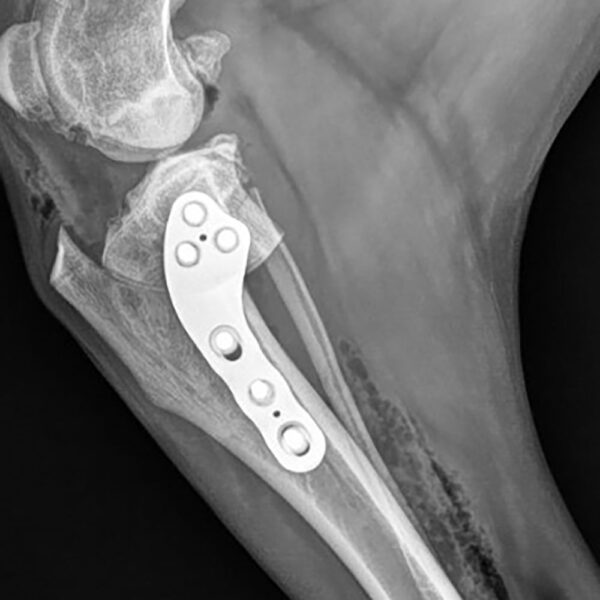 TPLO surgery with Patella spacers & CBLO overview