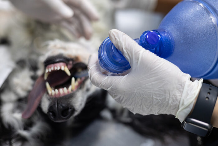 Tackling Trauma from Head to Tail: Practical Trauma Procedures