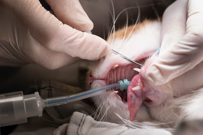 Feline Dentistry: Practical Techniques for the General Practitioner
