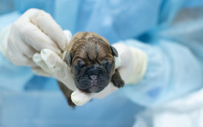 Reproductive Emergencies and Neonatal Care for Veterinary Nurses