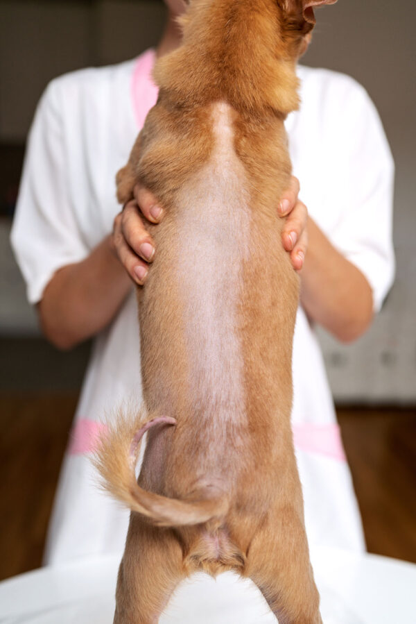 Alopecia and Coat Disorders: Diagnostic Approaches and Unusual Presentations