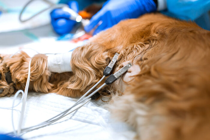 Combined Canine and Feline Cardiology