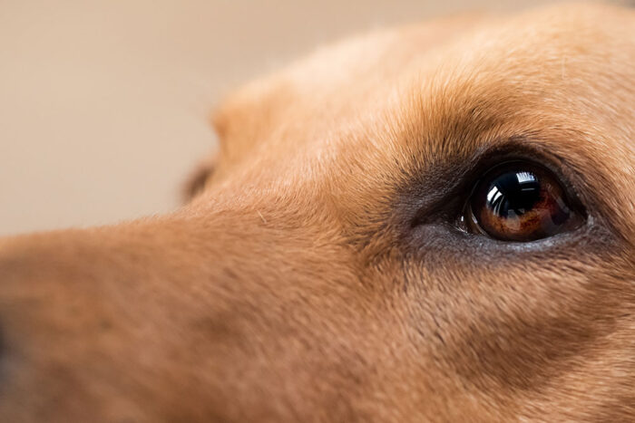 Combined Medical and Surgical Ophthalmology for General Practitioners