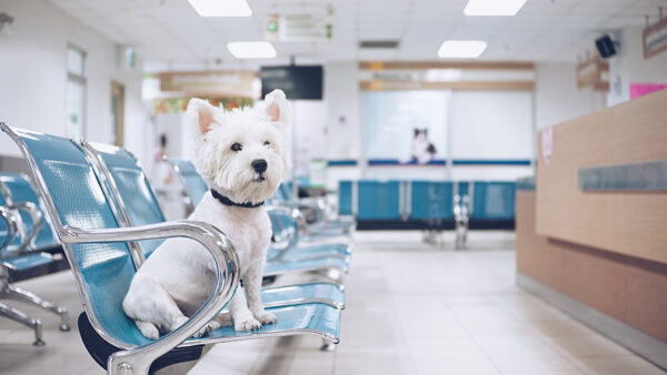 Combined Minimising Canine and Feline Stress in the Practice Setting