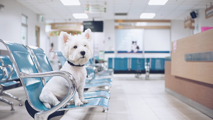 Combined Minimising Canine and Feline Stress in the Practice Setting