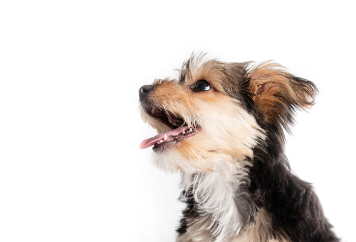 Congenital Heart Disease in Dogs and Cats: Identification, Evaluation and Treatment Options