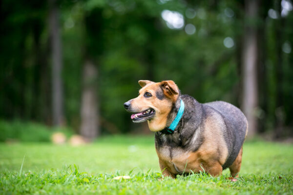 Reframing Pet Obesity