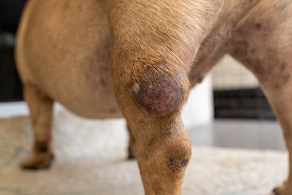 Sarcoma Essentials in Dogs and Cats