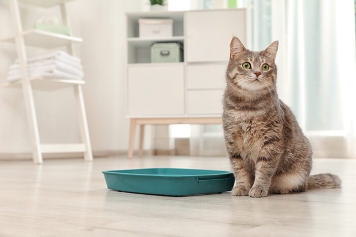 The Unusual Suspects: Exploring Uncommon Endocrine Disorders in Cats and Dogs